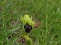 ophrys fusca